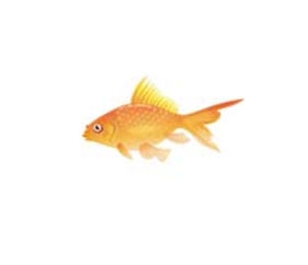 Goldfish - Goldie